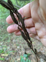 Cephalanthera damasonium