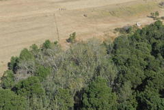 Populus × canescens