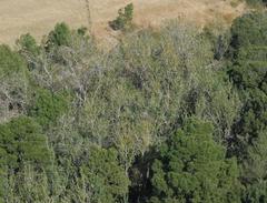 Populus × canescens