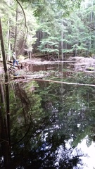 Eubranchipus oregonus