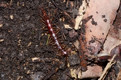 Lithobius peregrinus