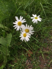 Tripleurospermum inodorum