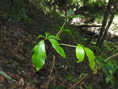 Mackinlaya macrosciadea