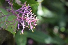 Palicourea angustifolia