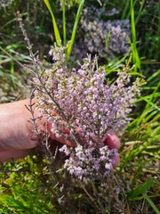 Erica mauritanica