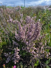 Erica mauritanica