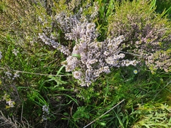 Erica mauritanica