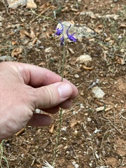 Delphinium balcanicum