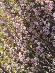 Erica mauritanica