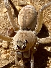 Hoggicosa