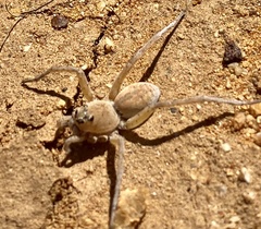 Hoggicosa