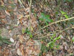 Mackinlaya macrosciadea