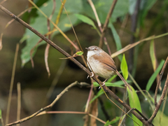 Prinia rufescens