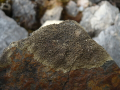 Tingiopsidium elaeinum