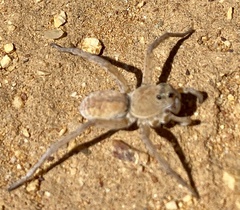Hoggicosa
