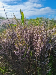 Erica mauritanica
