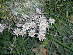 Leontopodium ochroleucum