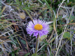 Erigeron heterochaeta