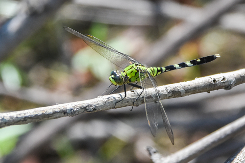 Eastern Pondhawk photographed in Oklahoma