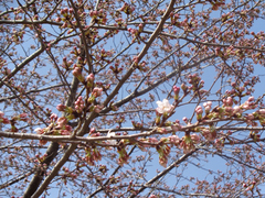 Prunus × yedoensis
