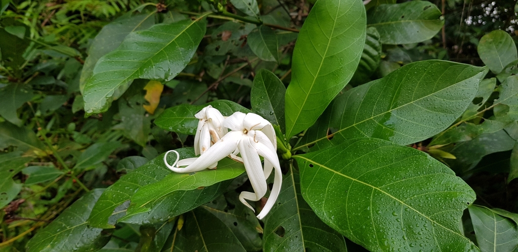 Leptactina mannii
