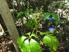Mackinlaya macrosciadea