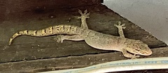 Gehyra australis