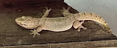 Gehyra australis