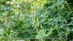 Aconitum barbatum puberulum