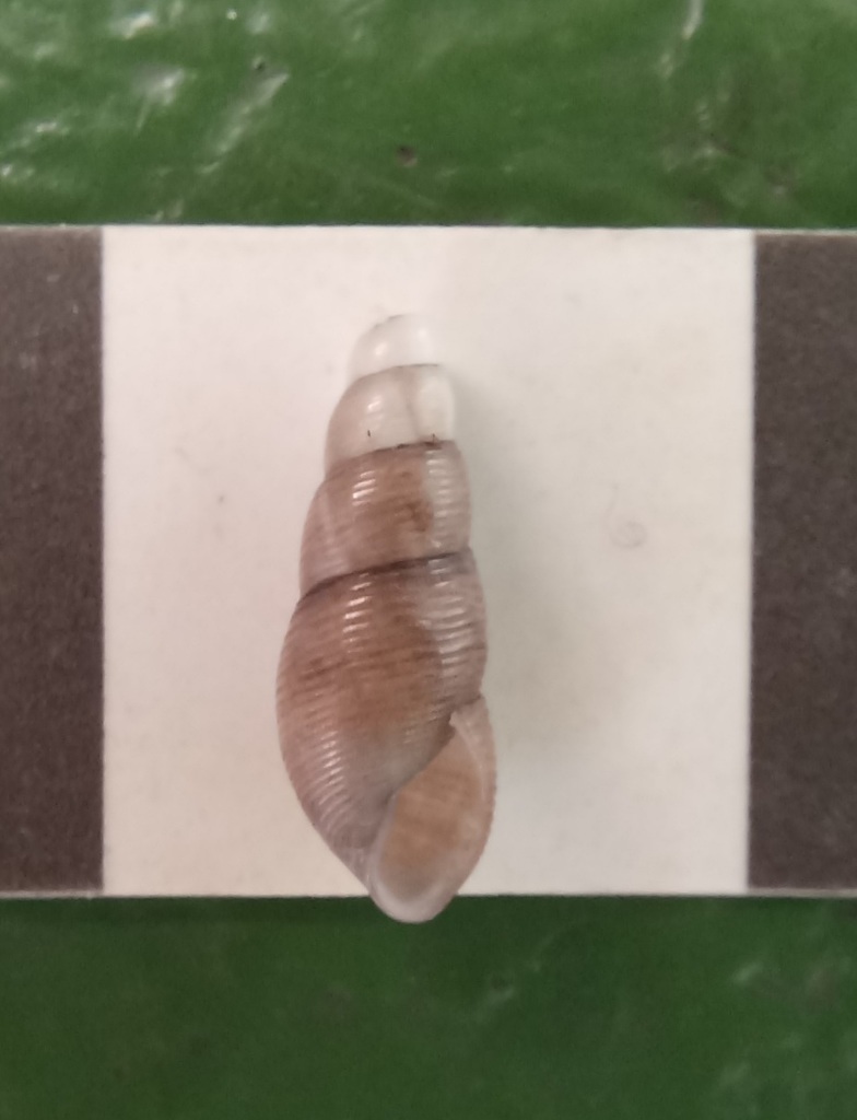 Leucotina