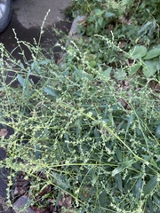Atriplex patula