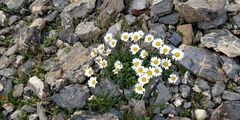 Leucanthemum halleri