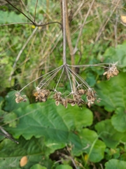 Heracleum sphondylium sibiricum