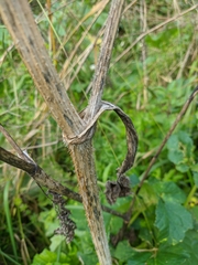 Heracleum sphondylium sibiricum
