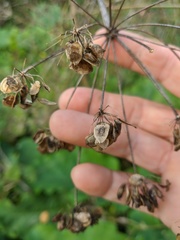 Heracleum sphondylium sibiricum