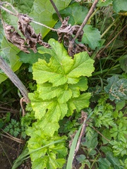 Heracleum sphondylium sibiricum