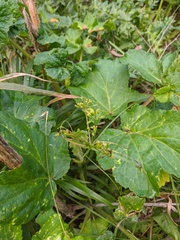 Heracleum sphondylium sibiricum