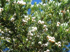 Erica triflora triflora