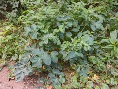 Heracleum sphondylium sibiricum