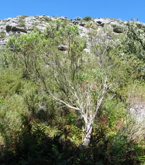 Erica triflora triflora