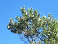 Erica triflora triflora