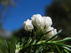 Erica triflora triflora