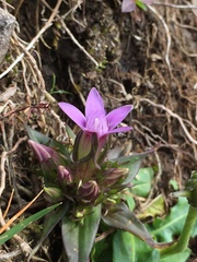 Gentianella anisodonta