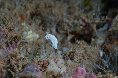 Goniobranchus albopustulosus