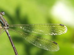 Lestes virgatus