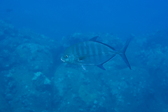 Ferdauia ferdau