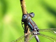 Lestes virgatus