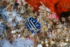 Image of Phyllidiopsis sphingis