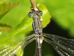 Lestes virgatus