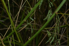 Tenodera costalis
